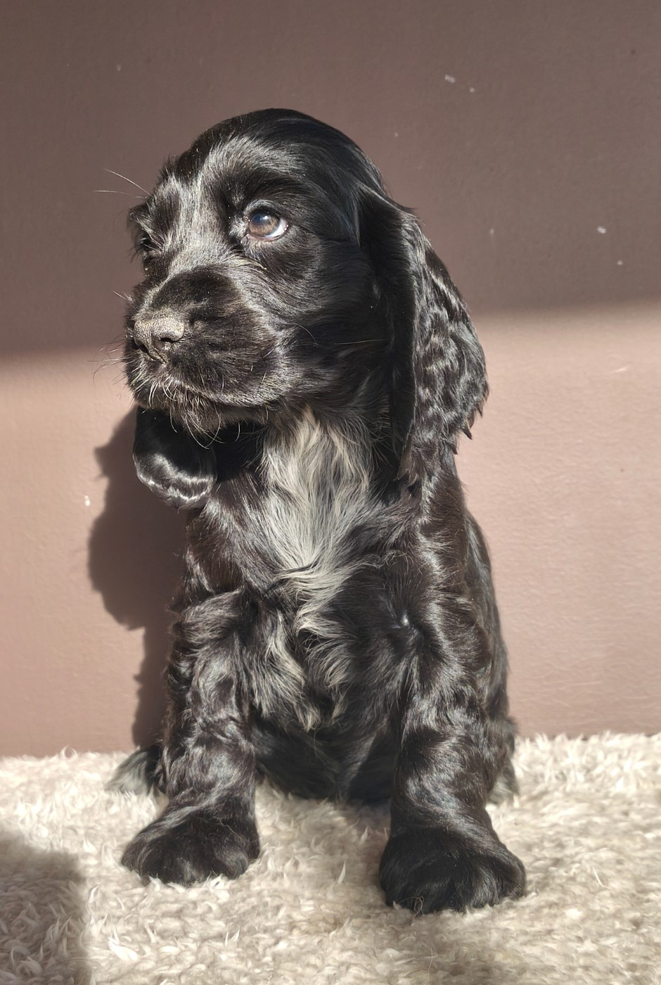 Du Royaume De Lecki - Cocker Spaniel Anglais - Portée née le 14/11/2025