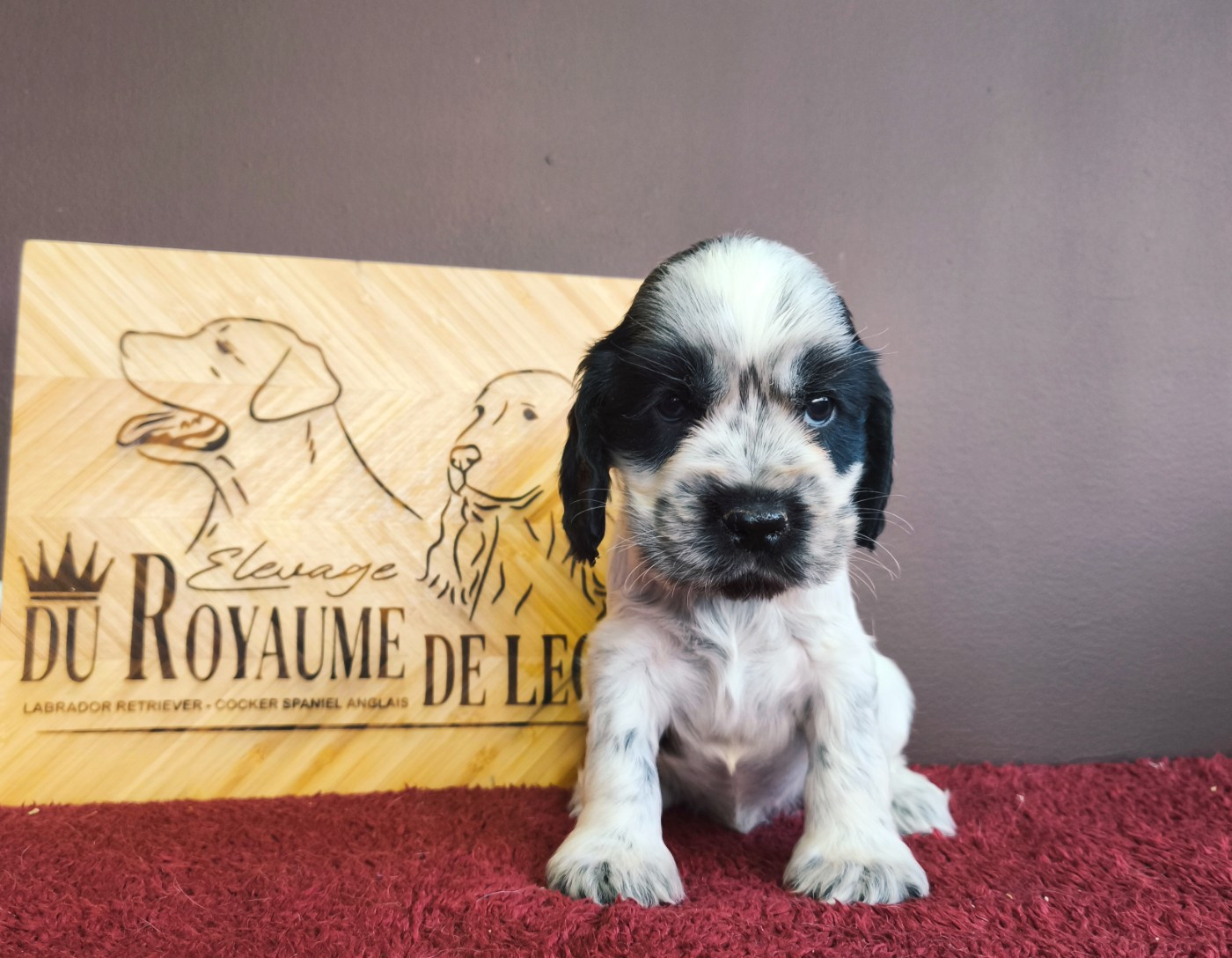Du Royaume De Lecki - Chiots disponibles - Cocker Spaniel Anglais