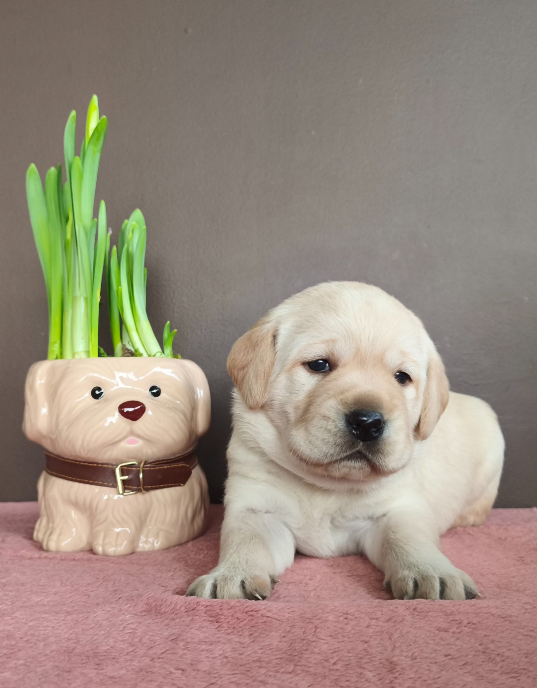 Du Royaume De Lecki - Chiots disponibles - Labrador Retriever