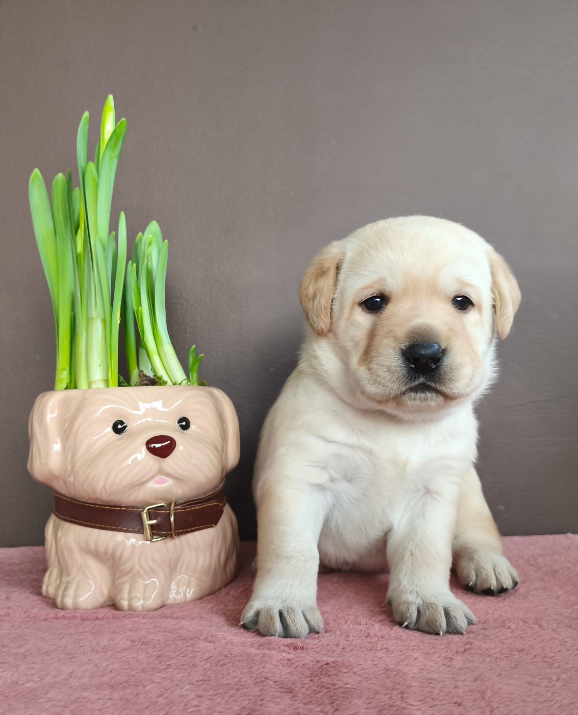 Du Royaume De Lecki - Chiots disponibles - Labrador Retriever