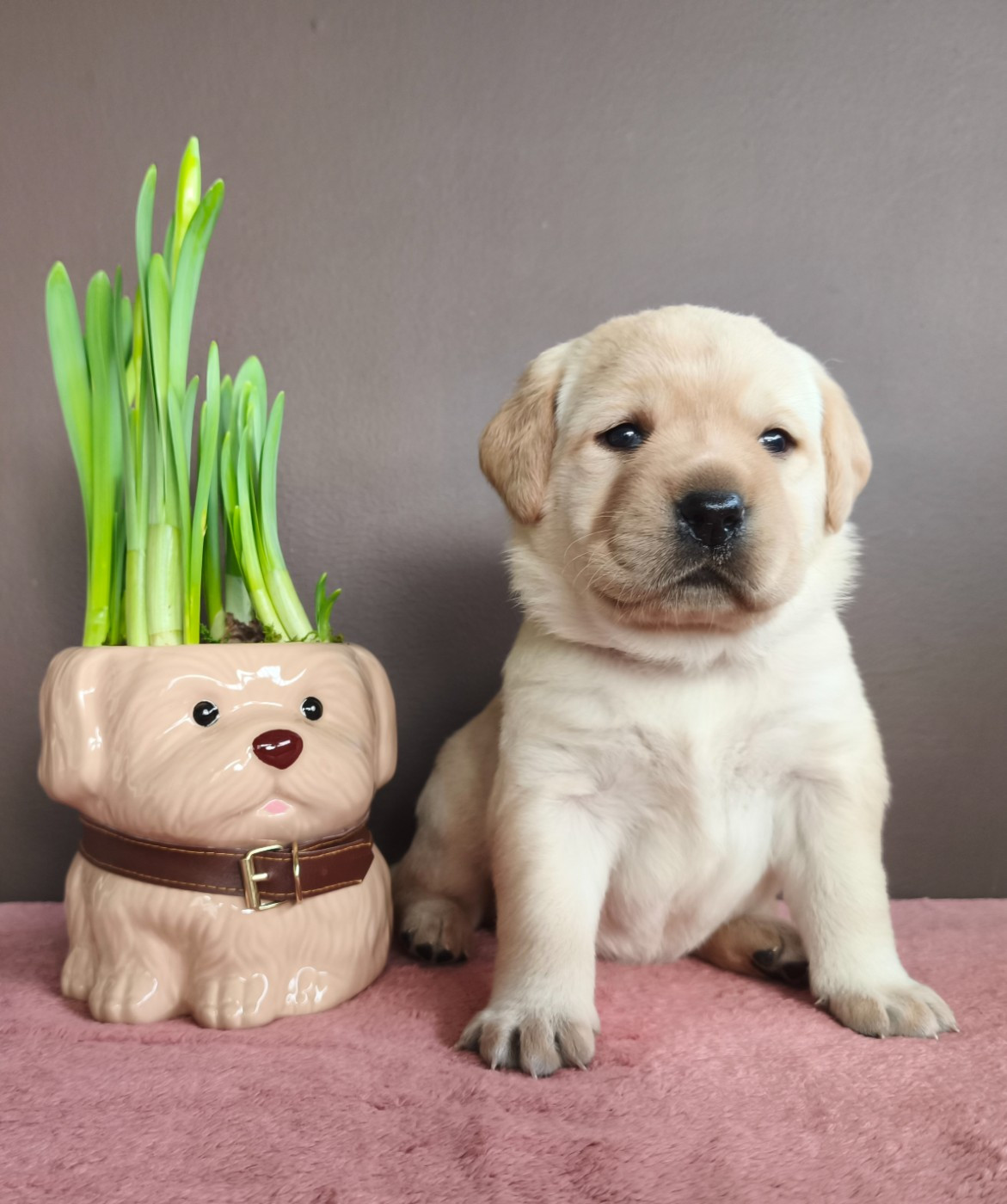 Du Royaume De Lecki - Chiots disponibles - Labrador Retriever