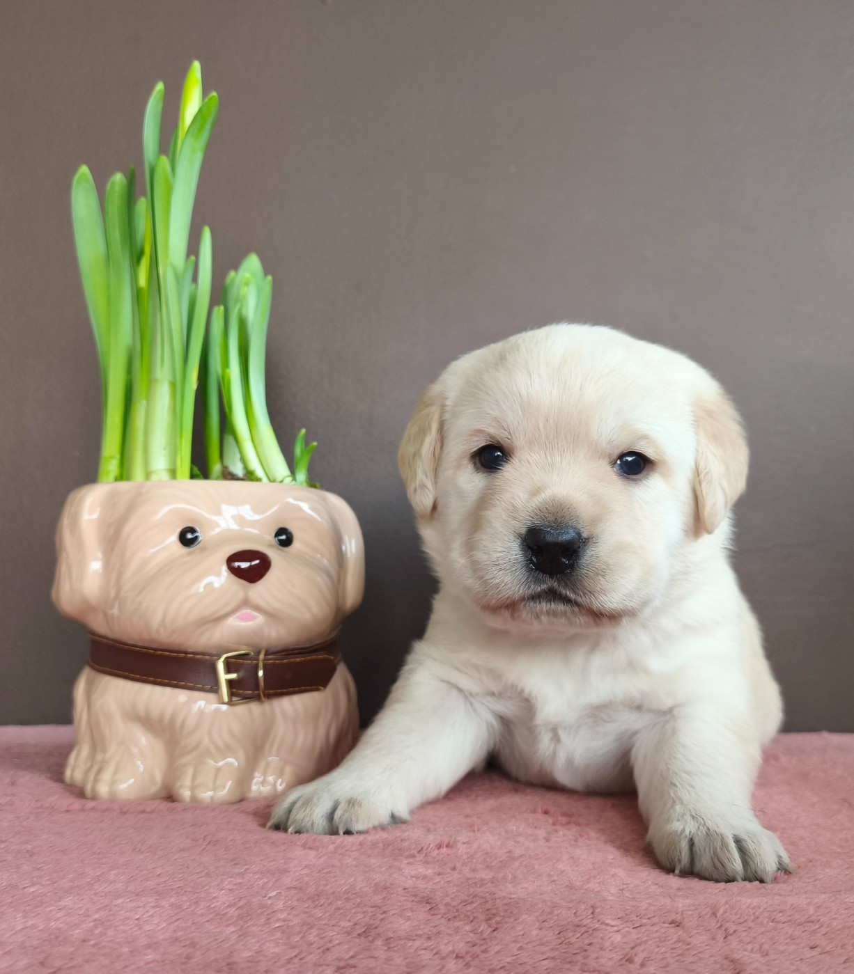Du Royaume De Lecki - Chiots disponibles - Labrador Retriever