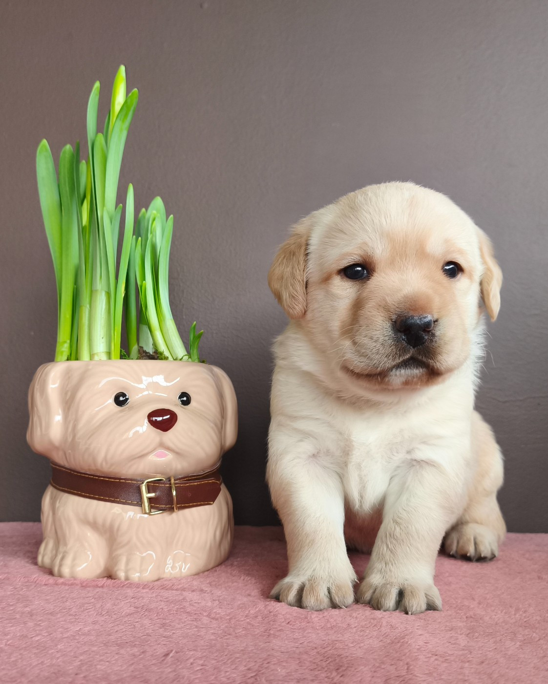 Du Royaume De Lecki - Chiots disponibles - Labrador Retriever