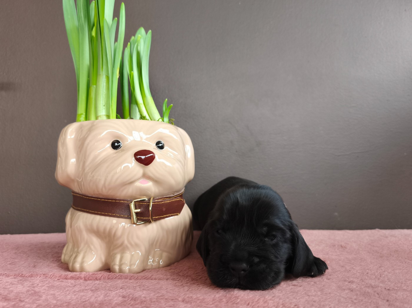 Du Royaume De Lecki - Chiots disponibles - Cocker Spaniel Anglais