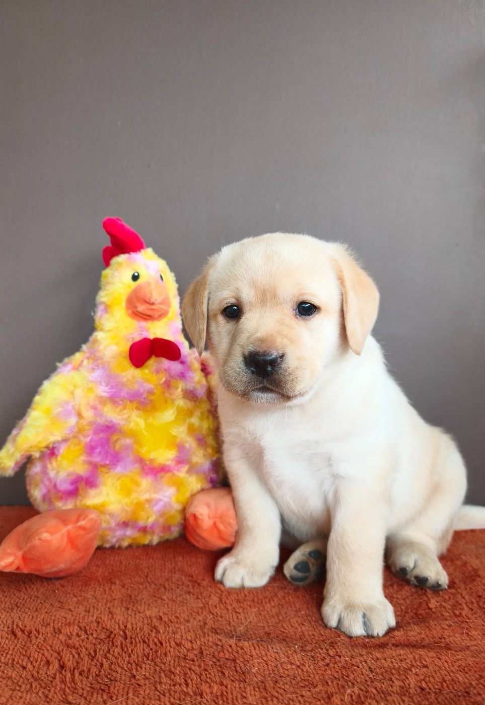 Du Royaume De Lecki - Chiots disponibles - Labrador Retriever