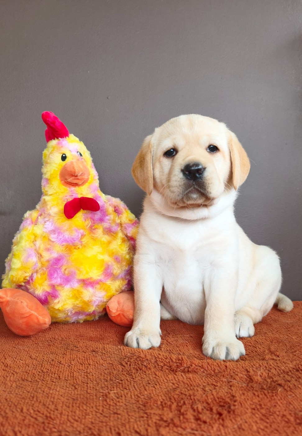 Du Royaume De Lecki - Chiots disponibles - Labrador Retriever