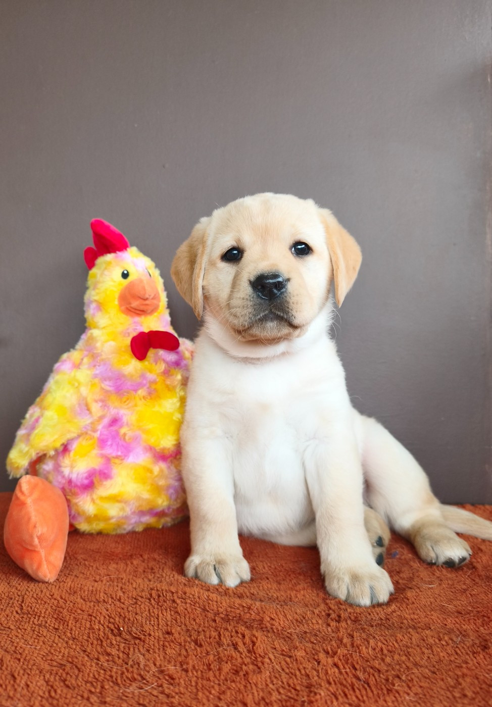 Du Royaume De Lecki - Chiots disponibles - Labrador Retriever