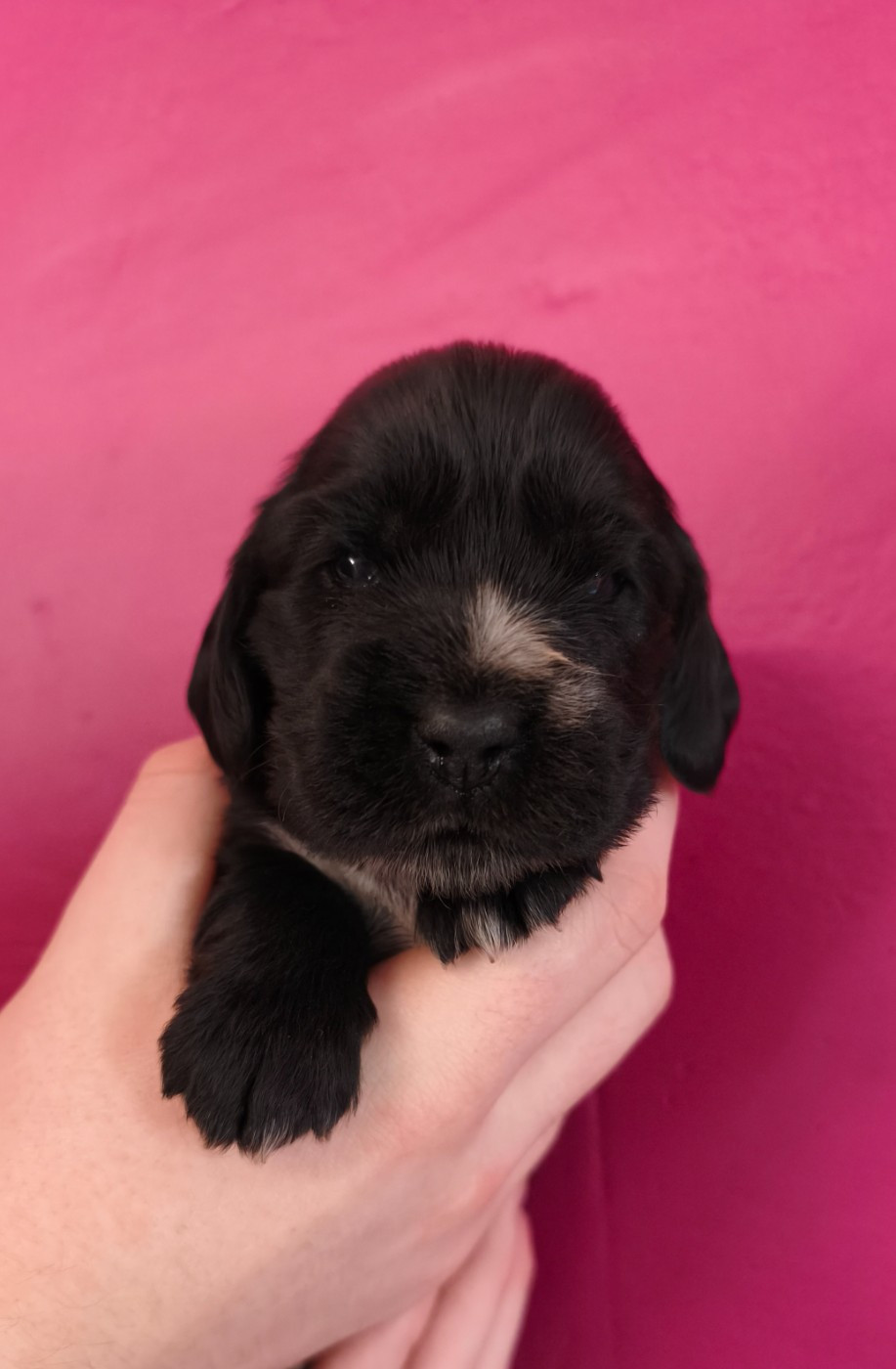 Du Royaume De Lecki - Chiots disponibles - Cocker Spaniel Anglais