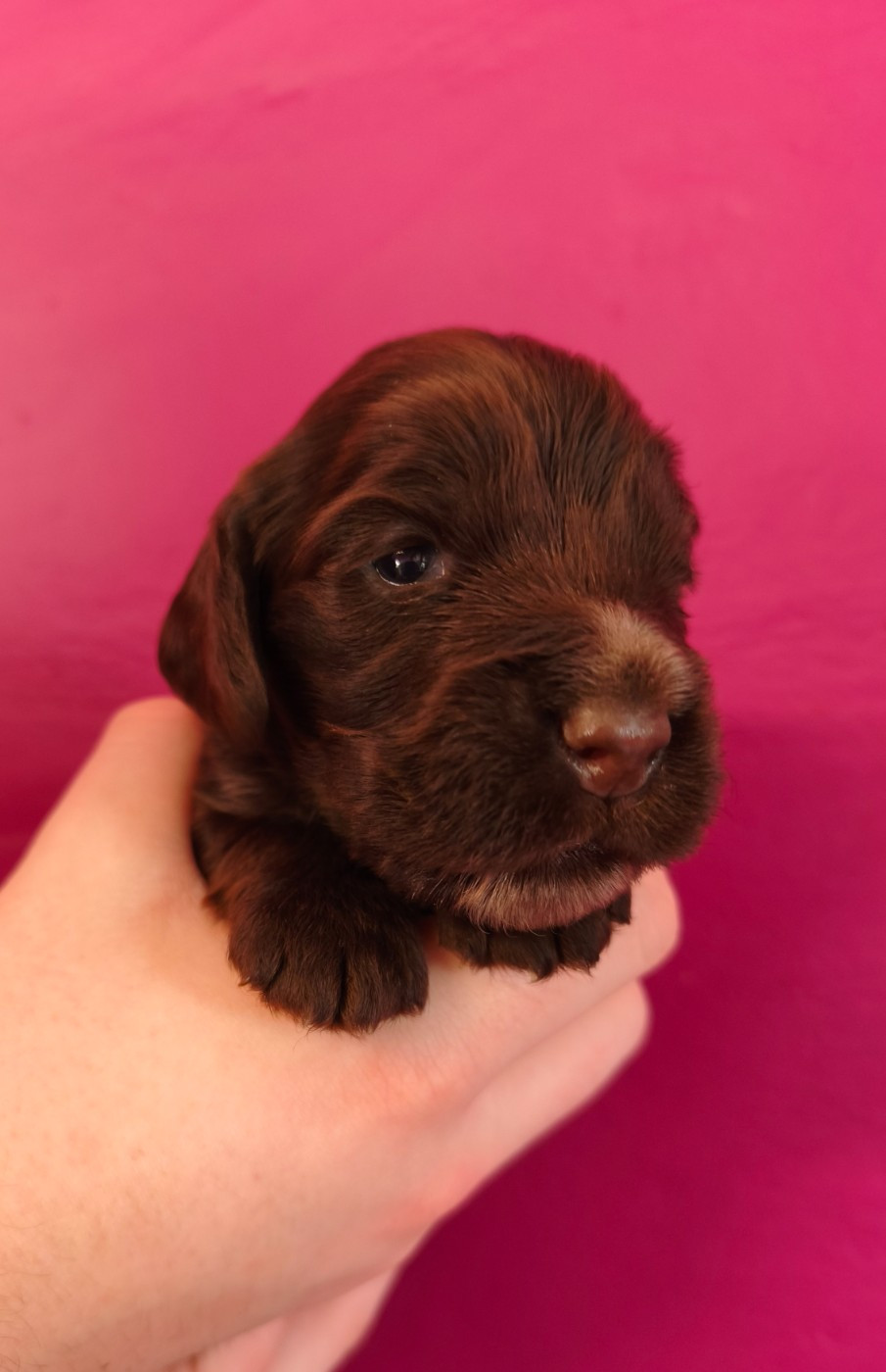 Du Royaume De Lecki - Chiots disponibles - Cocker Spaniel Anglais