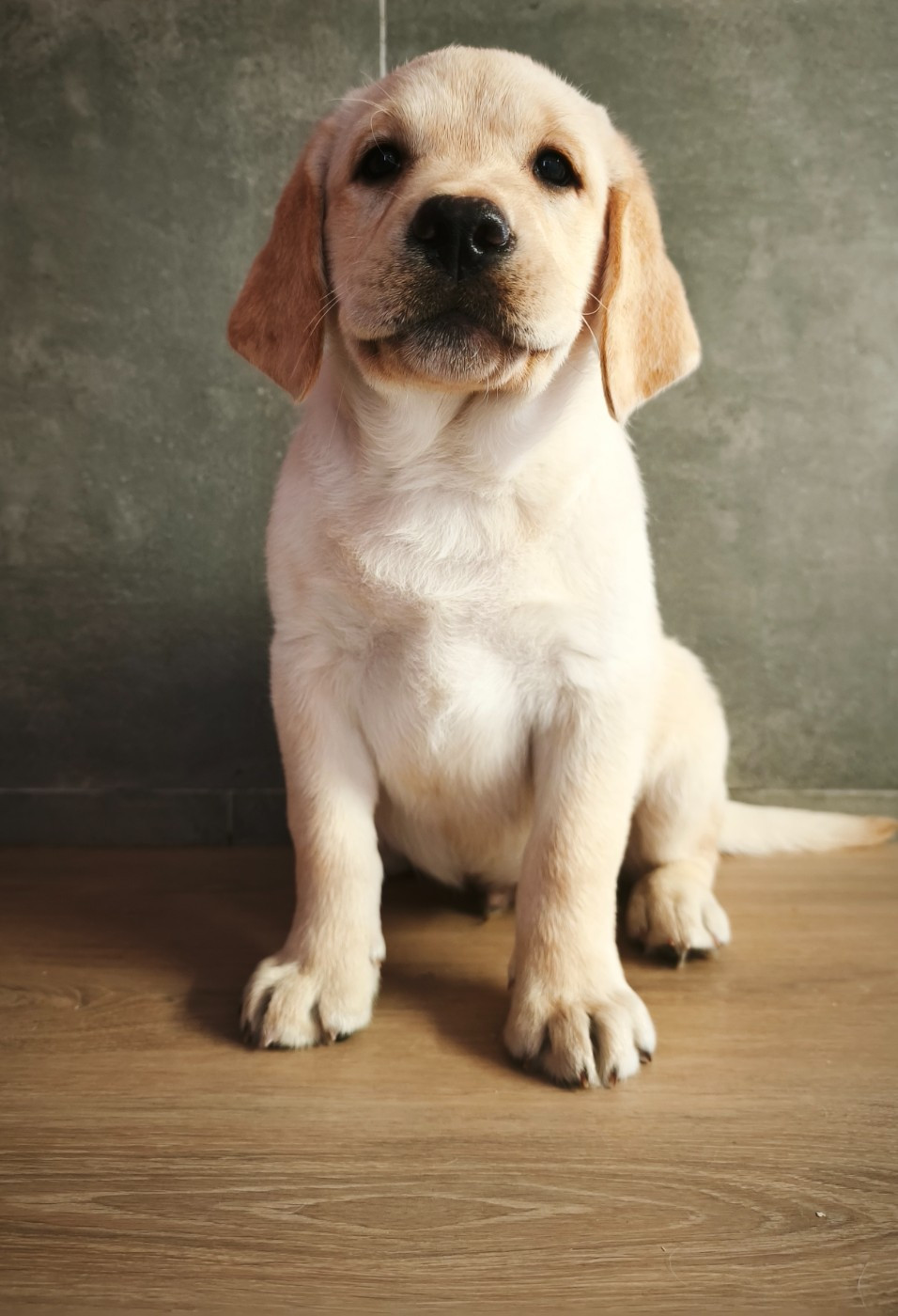 Du Royaume De Lecki - Chiots disponibles - Labrador Retriever