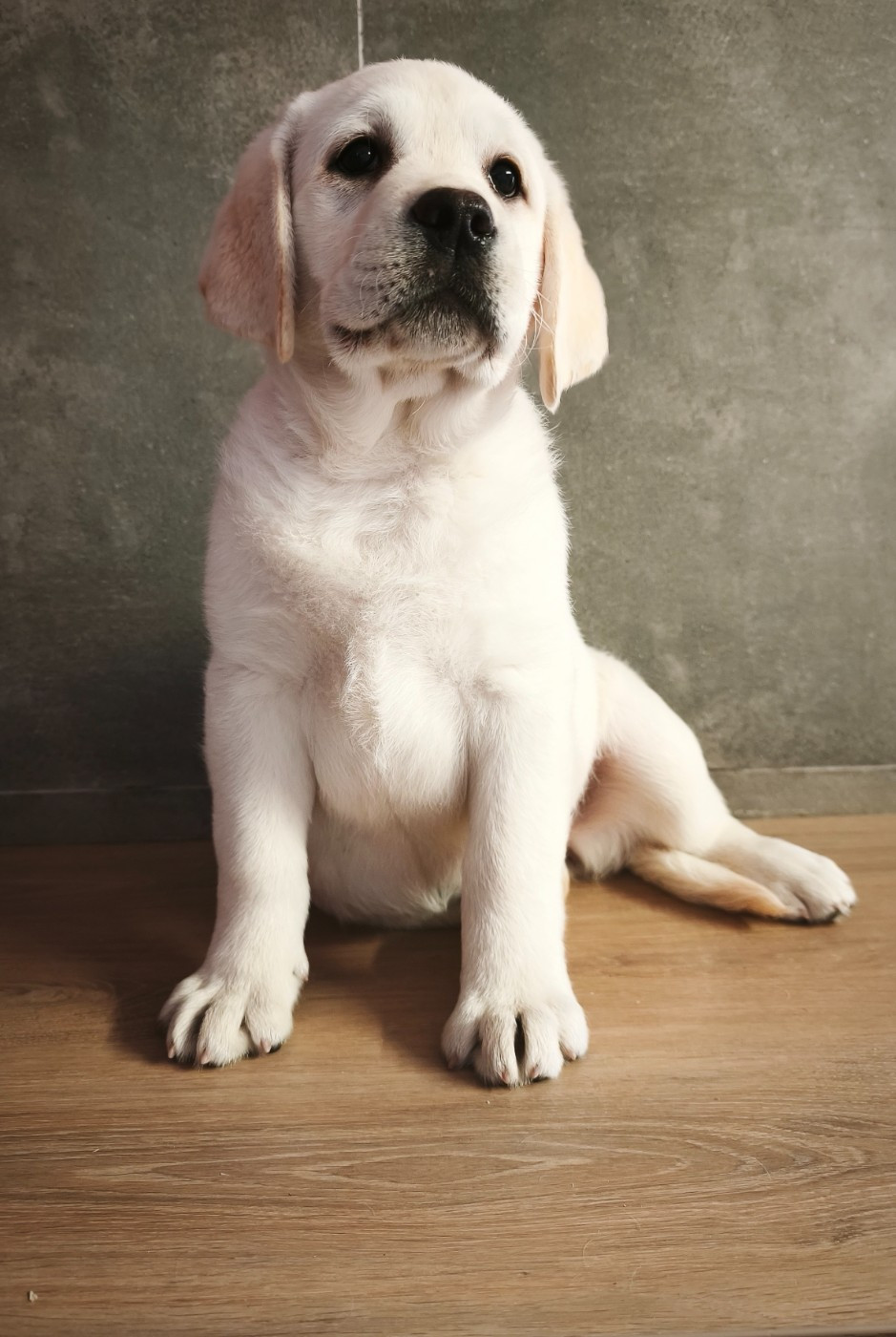 Du Royaume De Lecki - Chiots disponibles - Labrador Retriever