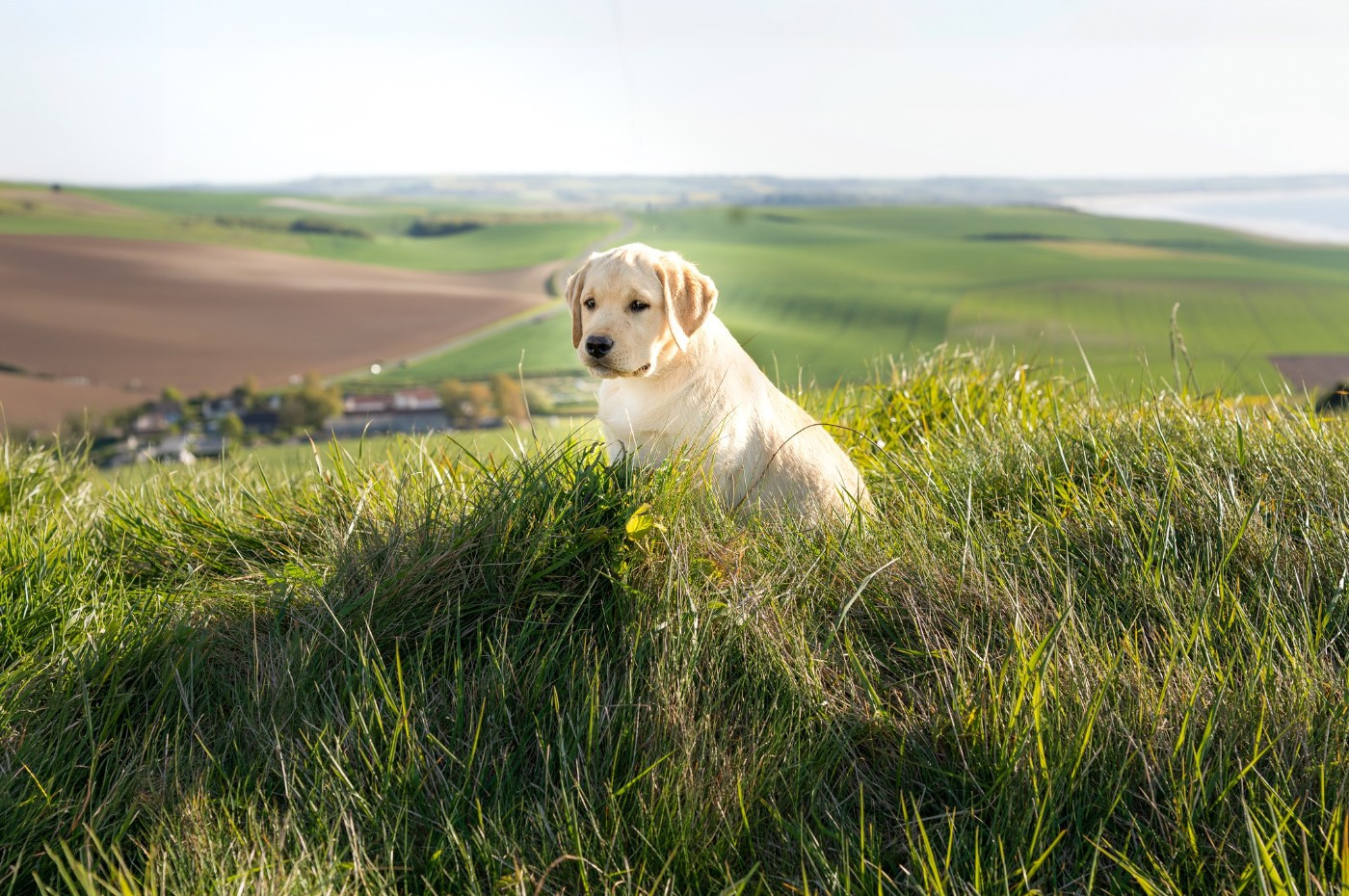 Du Royaume De Lecki - Chiots disponibles - Labrador Retriever