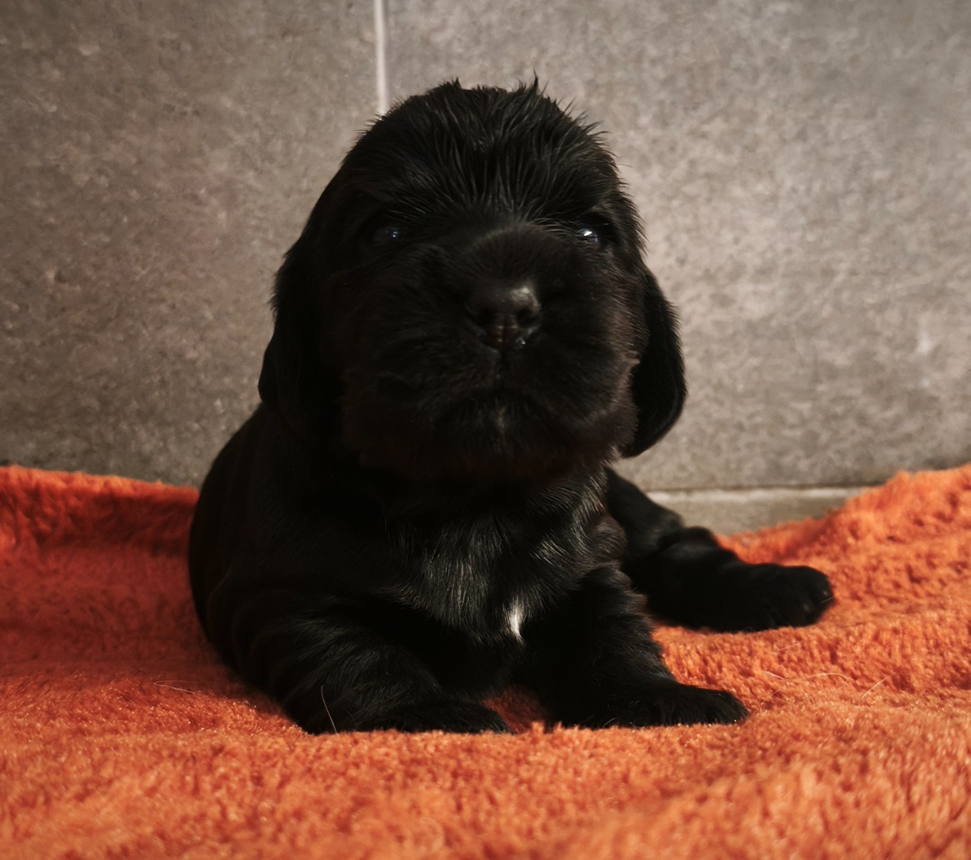 Du Royaume De Lecki - Chiots disponibles - Cocker Spaniel Anglais