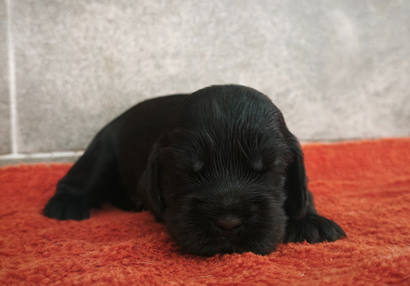 Du Royaume De Lecki - Chiots disponibles - Cocker Spaniel Anglais