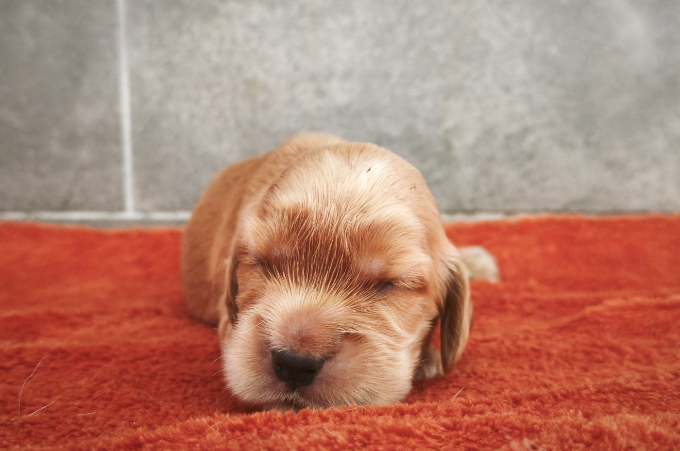 Du Royaume De Lecki - Chiots disponibles - Cocker Spaniel Anglais