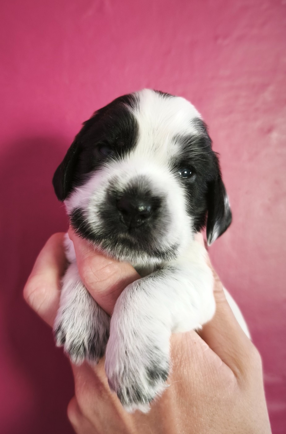 Du Royaume De Lecki - Chiots disponibles - Cocker Spaniel Anglais