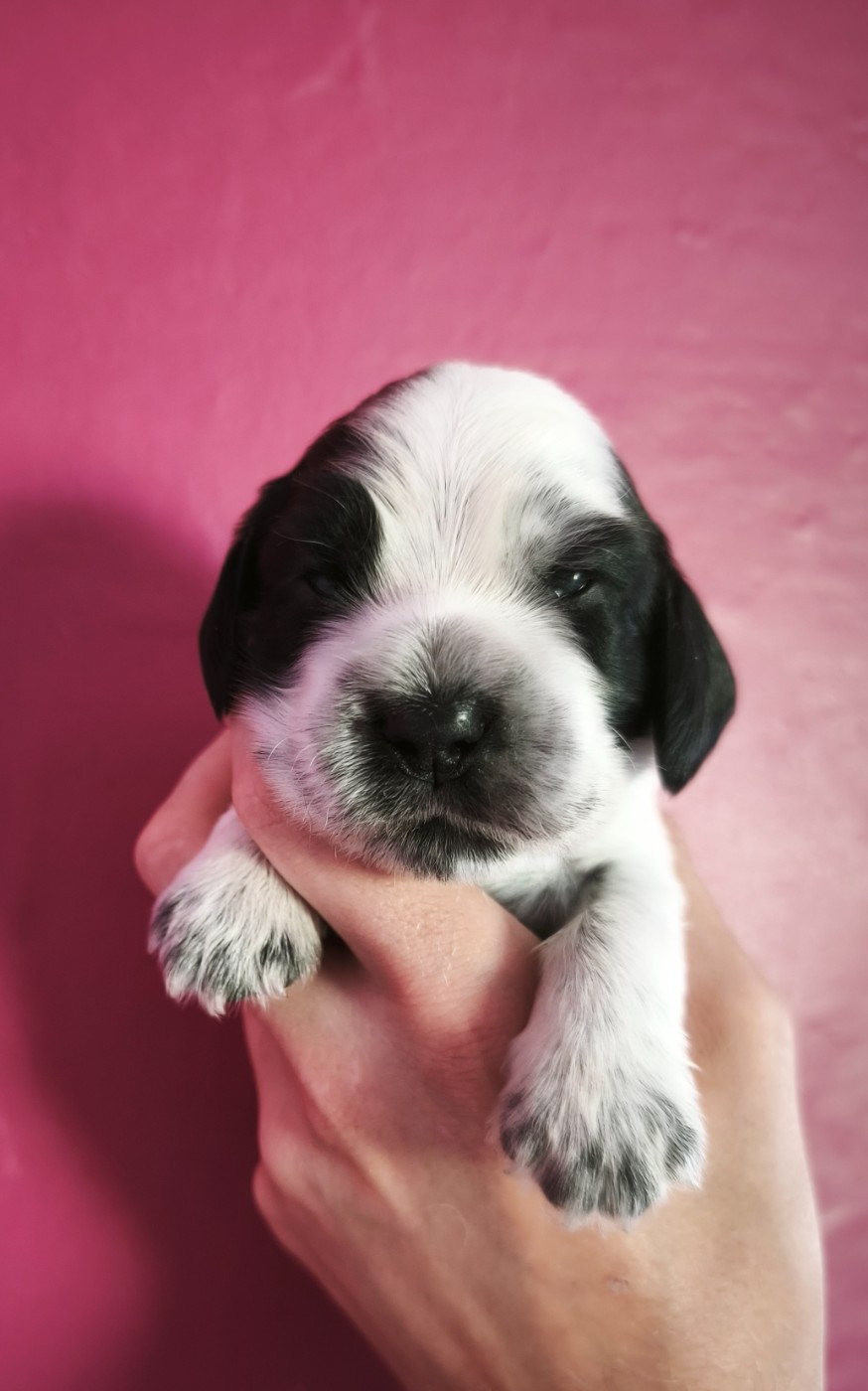 Du Royaume De Lecki - Chiots disponibles - Cocker Spaniel Anglais