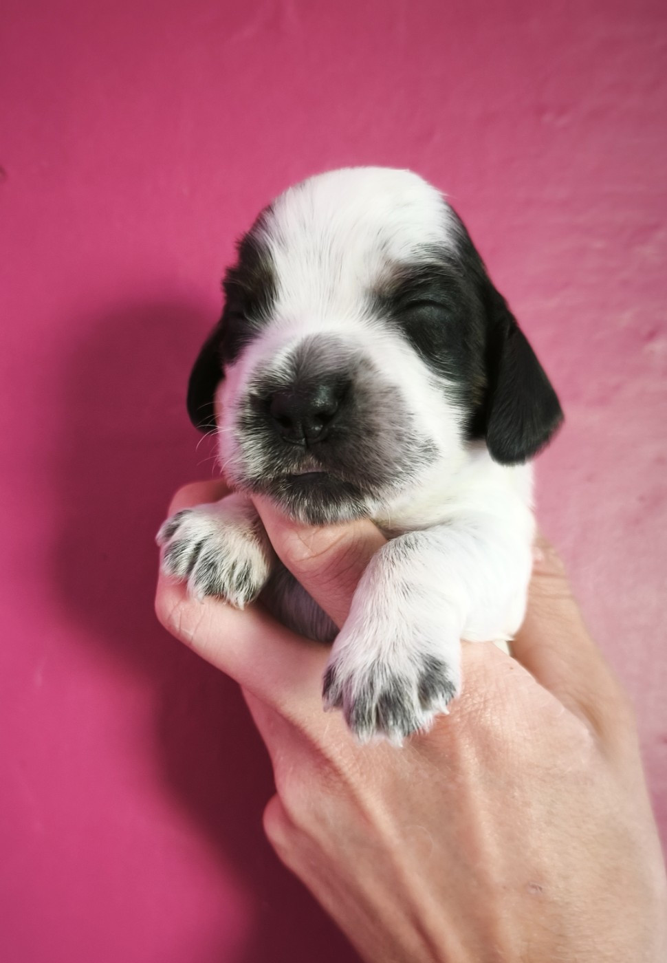 Du Royaume De Lecki - Chiots disponibles - Cocker Spaniel Anglais