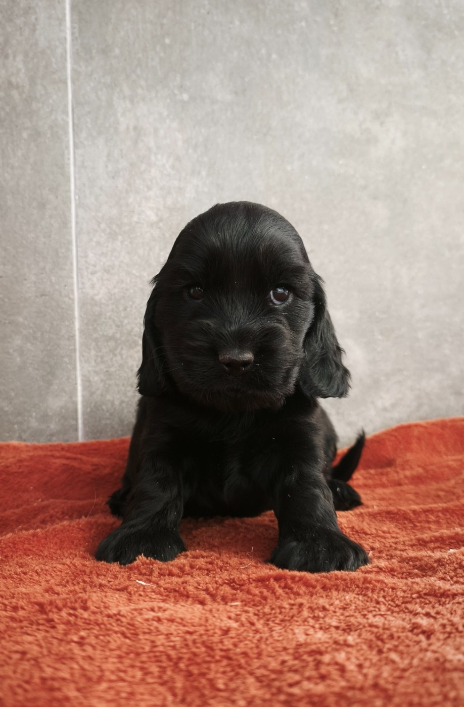 Du Royaume De Lecki - Cocker Spaniel Anglais - Portée née le 12/06/2026