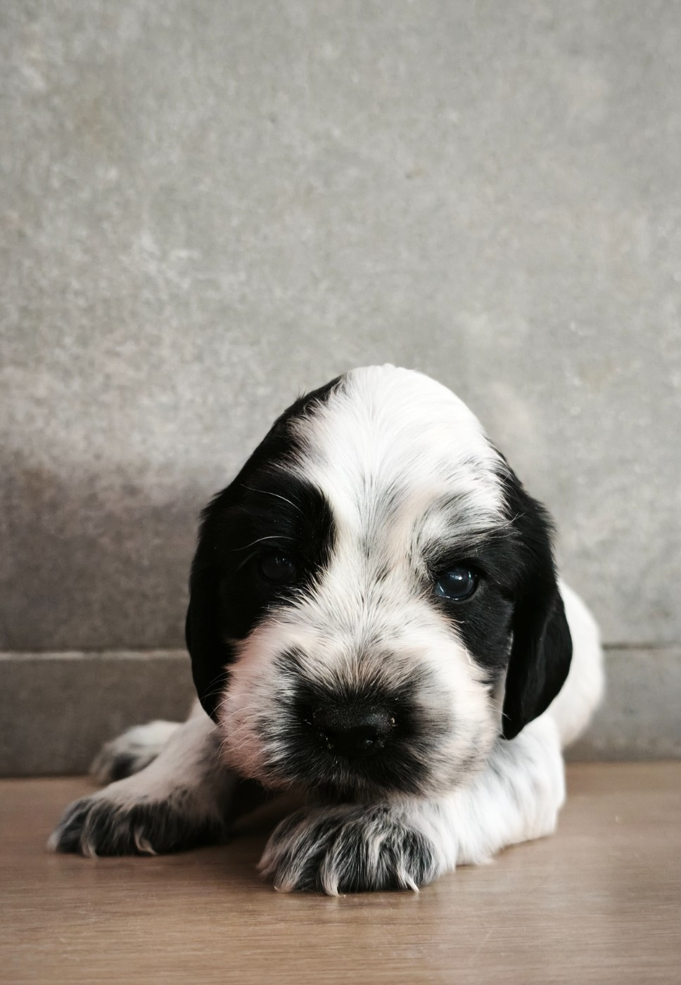 Du Royaume De Lecki - Chiots disponibles - Cocker Spaniel Anglais