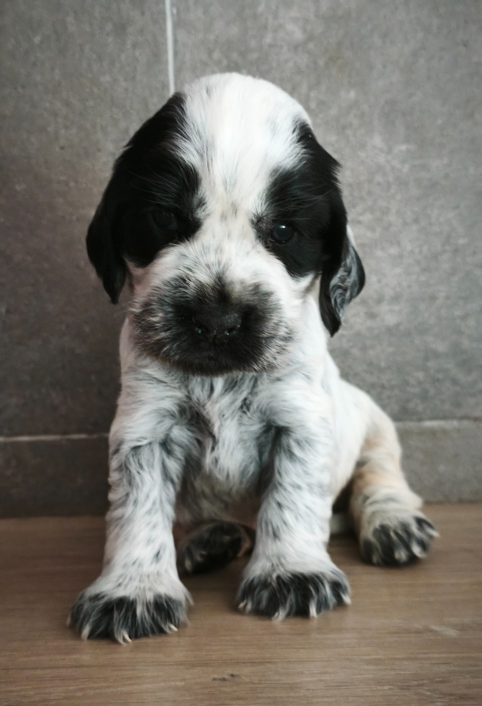 Du Royaume De Lecki - Chiots disponibles - Cocker Spaniel Anglais
