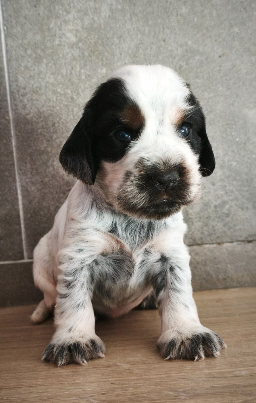 Du Royaume De Lecki - Chiots disponibles - Cocker Spaniel Anglais