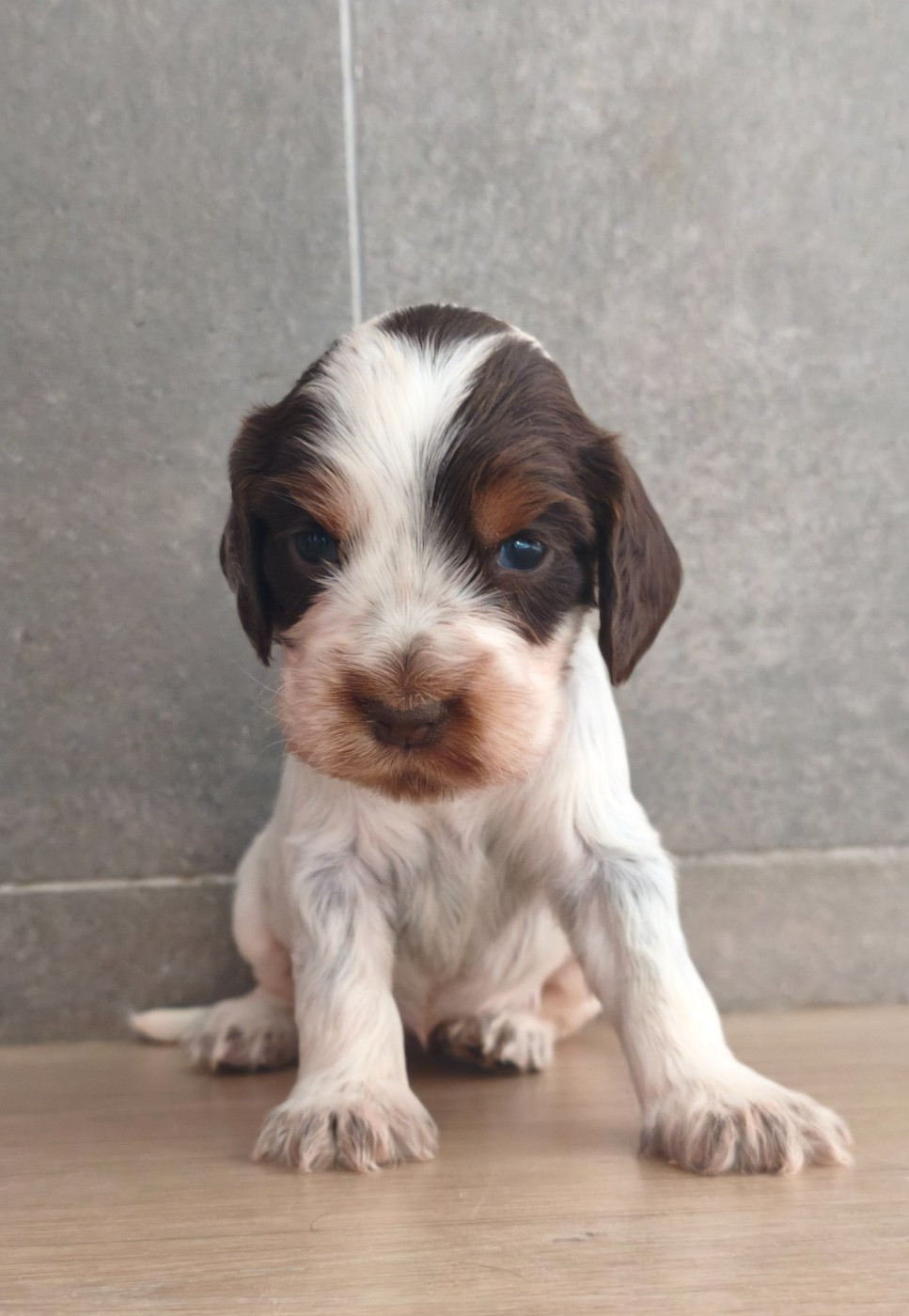 Du Royaume De Lecki - Chiots disponibles - Cocker Spaniel Anglais