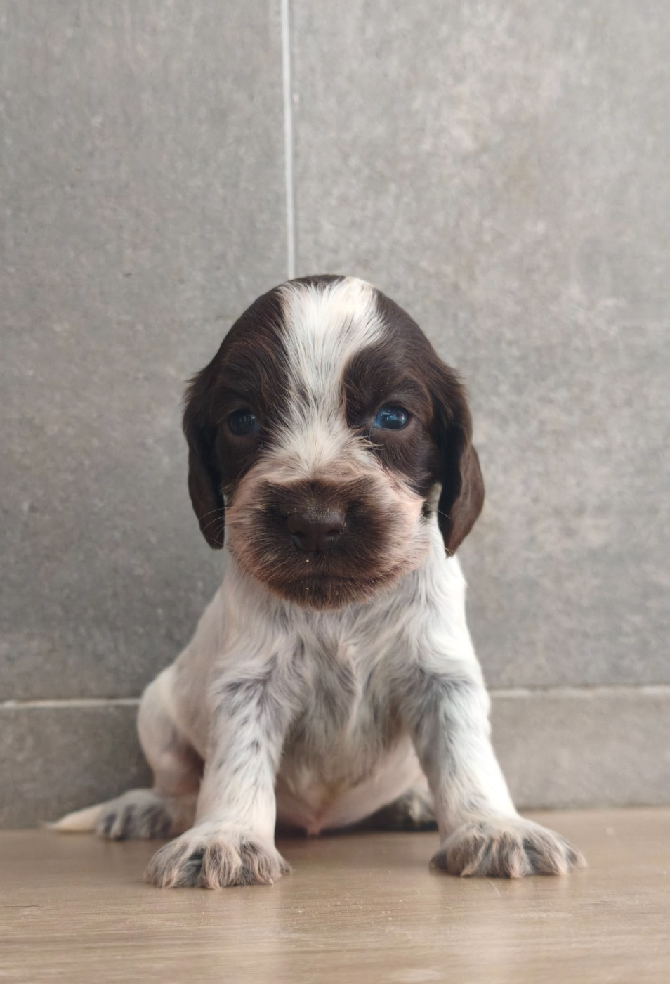 Du Royaume De Lecki - Chiots disponibles - Cocker Spaniel Anglais