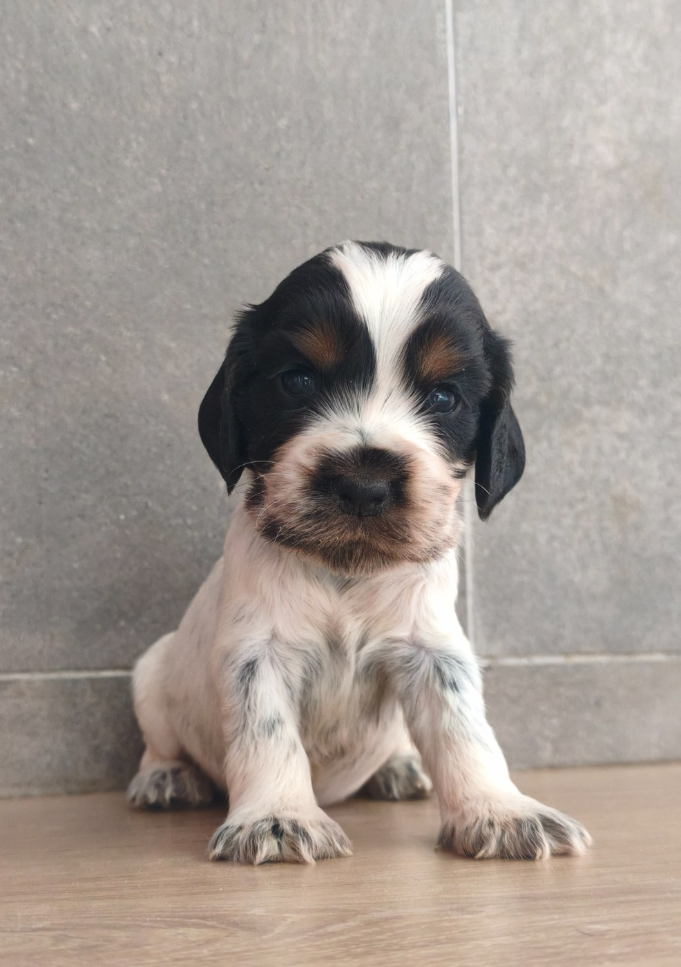 Du Royaume De Lecki - Chiots disponibles - Cocker Spaniel Anglais