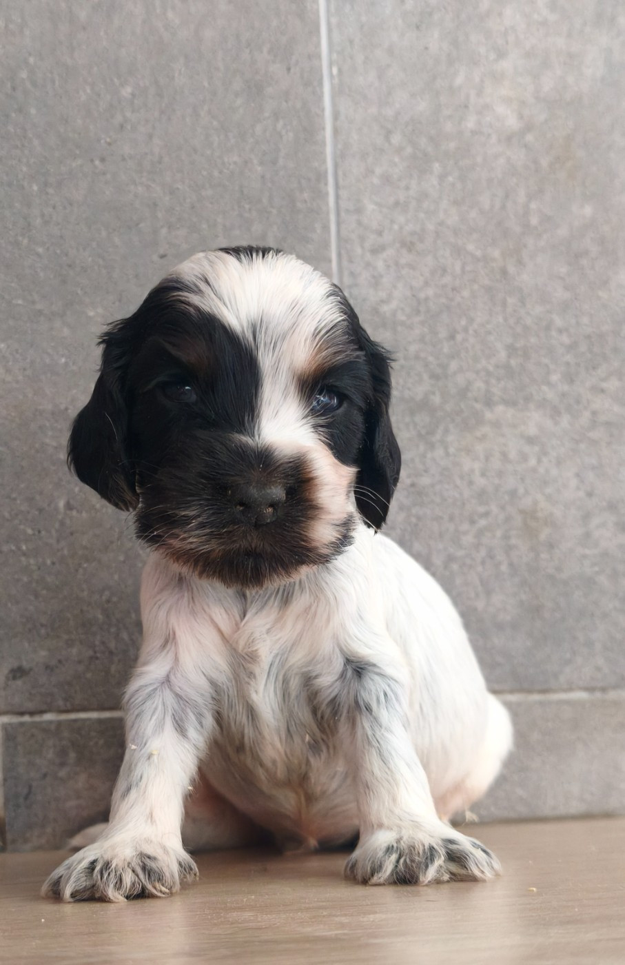 Du Royaume De Lecki - Chiots disponibles - Cocker Spaniel Anglais