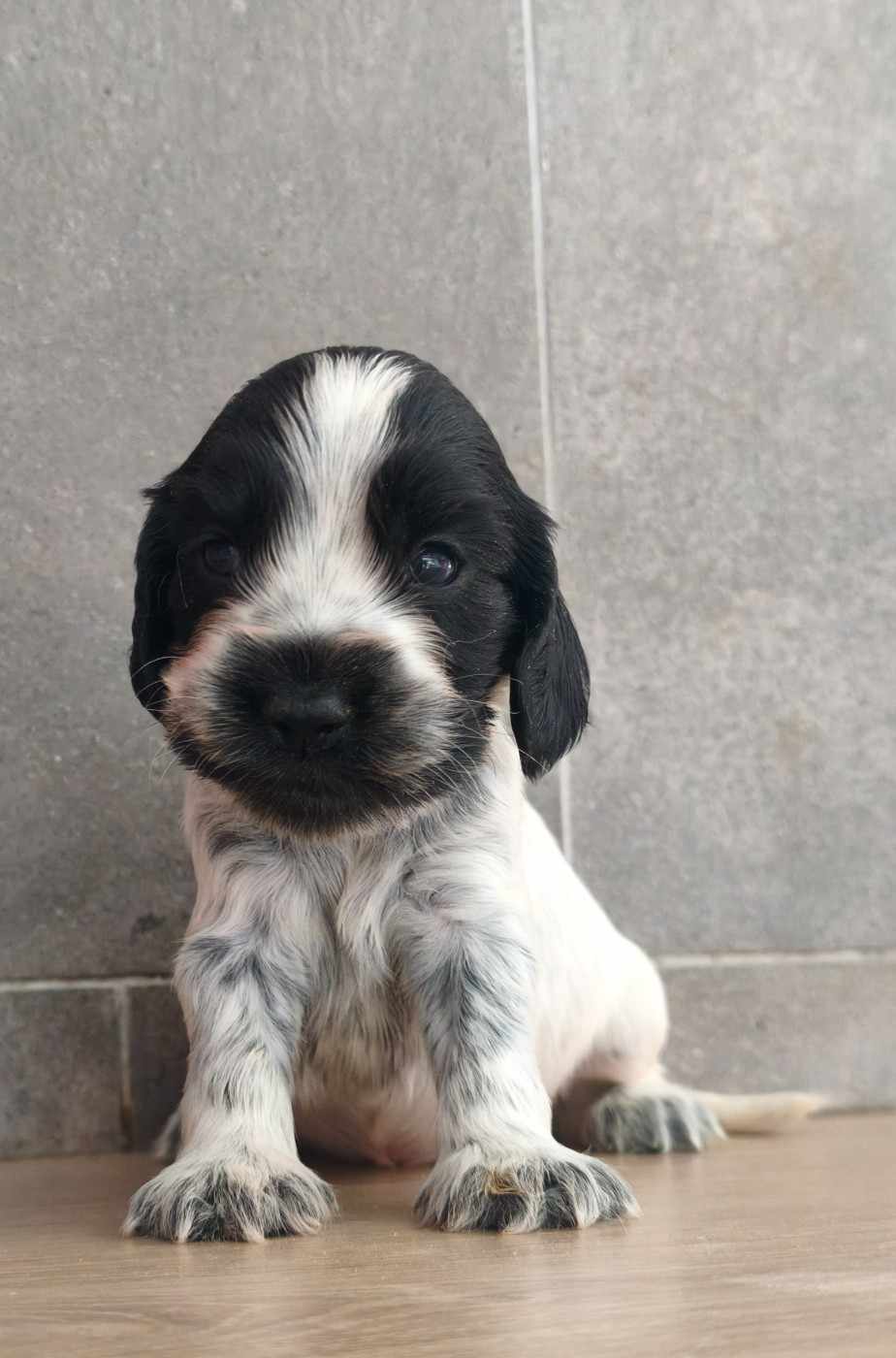 Du Royaume De Lecki - Chiots disponibles - Cocker Spaniel Anglais