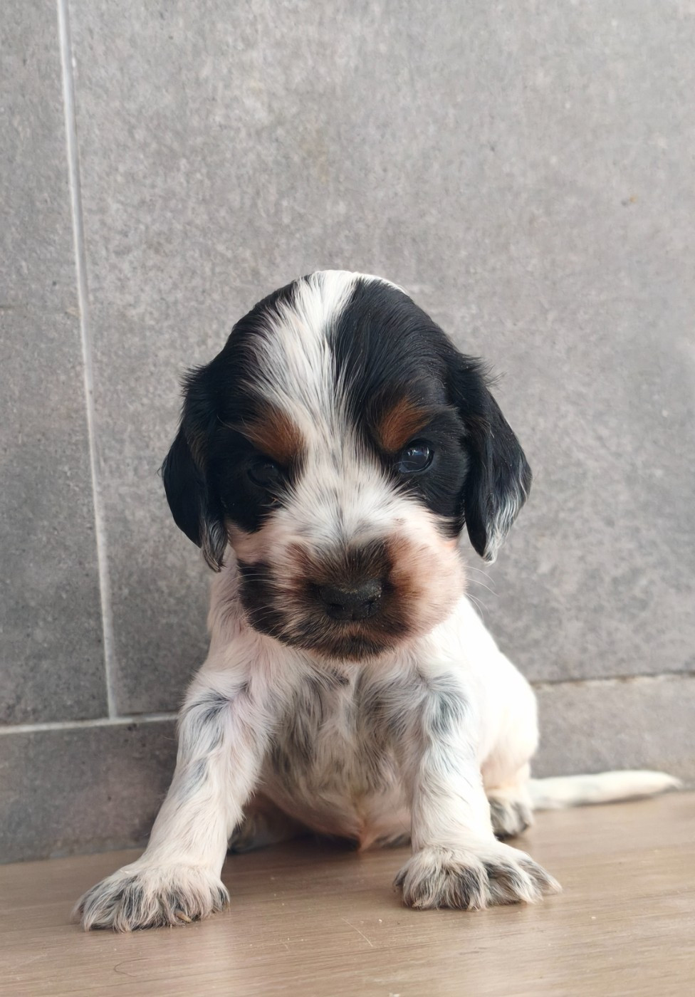 Du Royaume De Lecki - Chiots disponibles - Cocker Spaniel Anglais