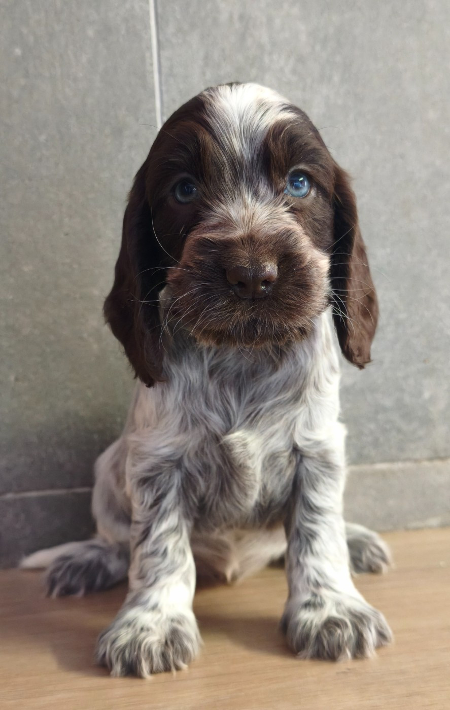 Du Royaume De Lecki - Chiots disponibles - Cocker Spaniel Anglais