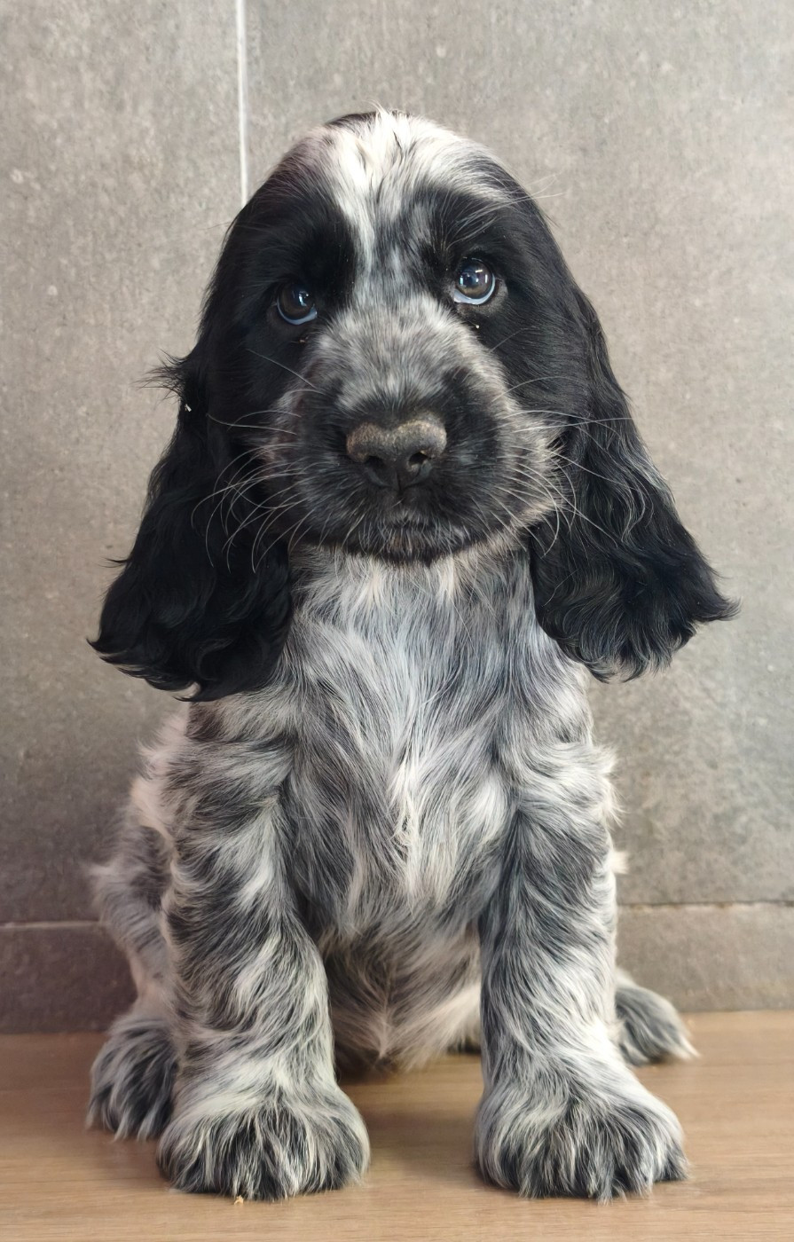 Du Royaume De Lecki - Chiots disponibles - Cocker Spaniel Anglais