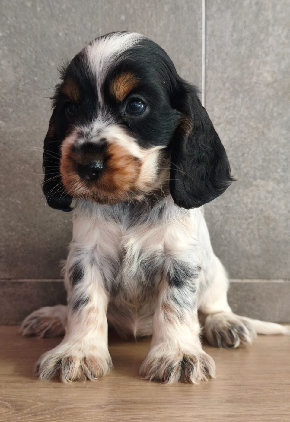 Du Royaume De Lecki - Chiots disponibles - Cocker Spaniel Anglais