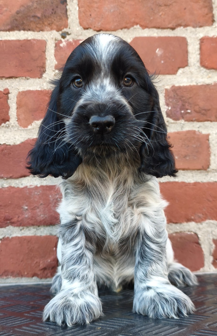 Du Royaume De Lecki - Chiots disponibles - Cocker Spaniel Anglais