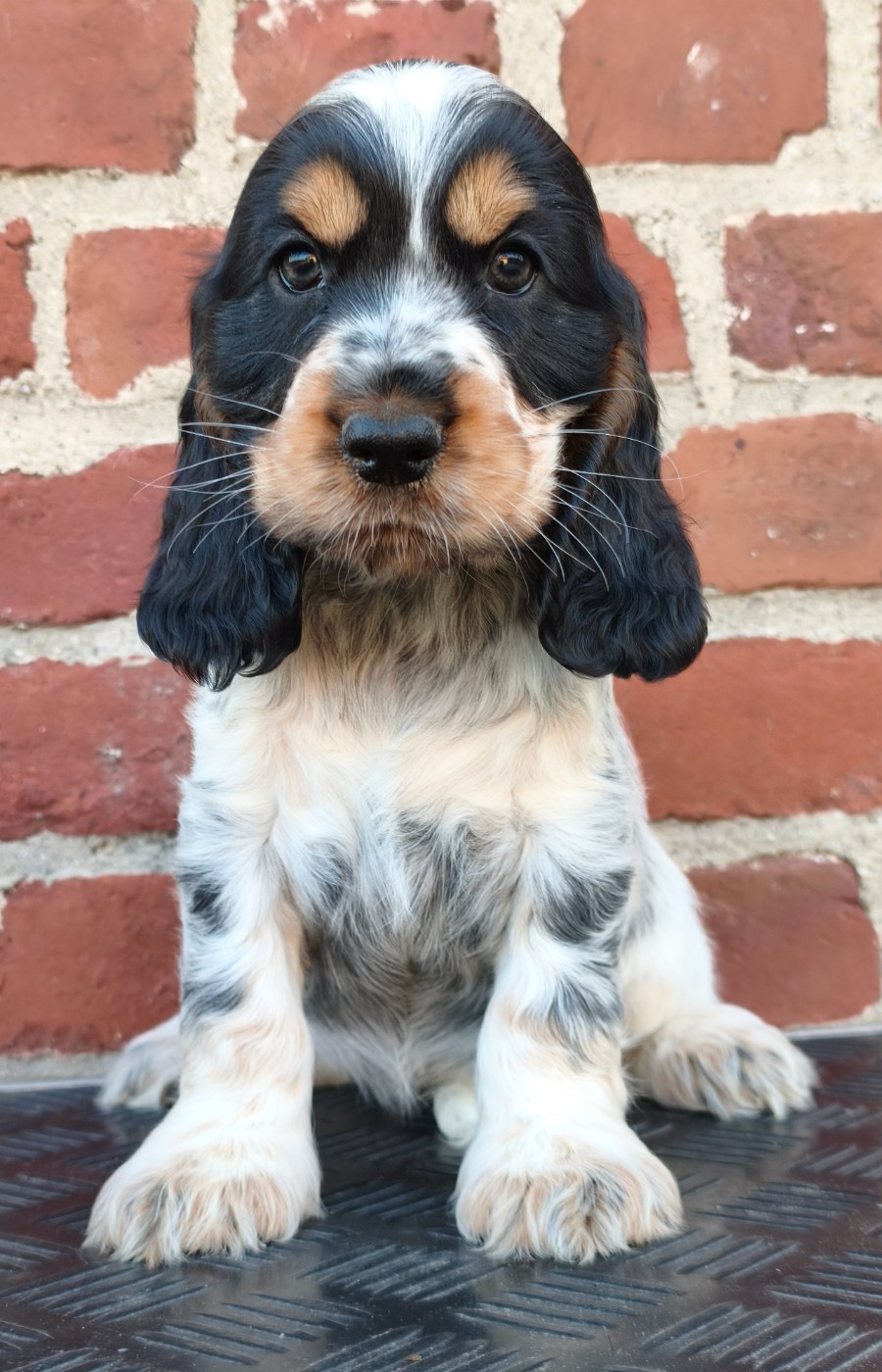 Du Royaume De Lecki - Chiots disponibles - Cocker Spaniel Anglais