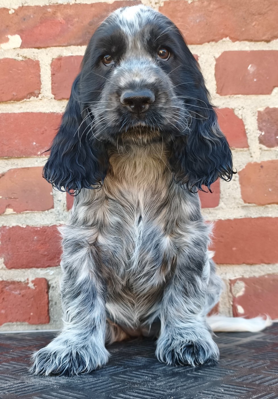 Du Royaume De Lecki - Cocker Spaniel Anglais - Portée née le 27/06/2026