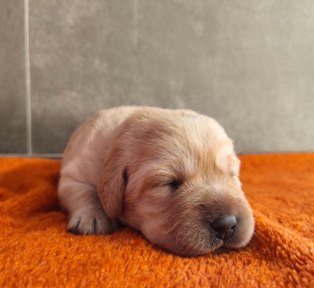 Du Royaume De Lecki - Chiots disponibles - Labrador Retriever