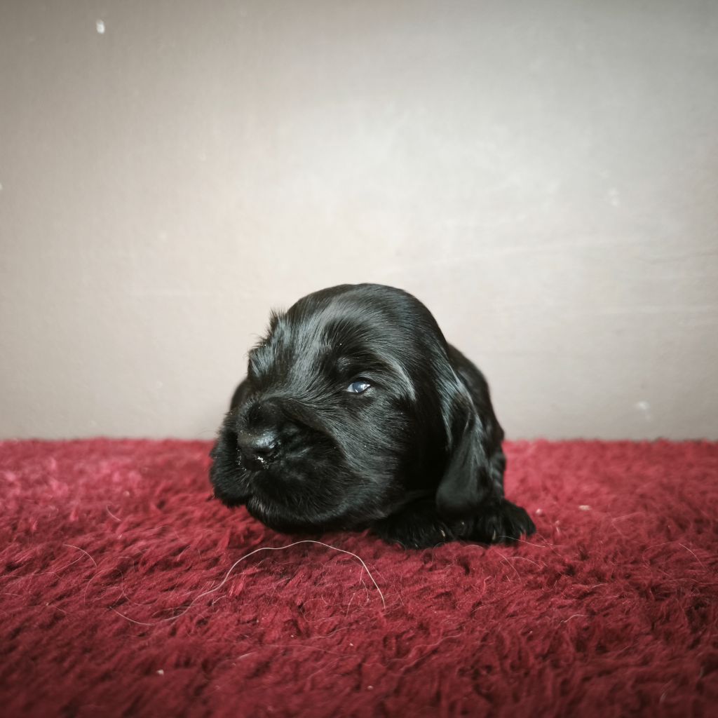 Du Royaume De Lecki - Chiots disponibles - Cocker Spaniel Anglais