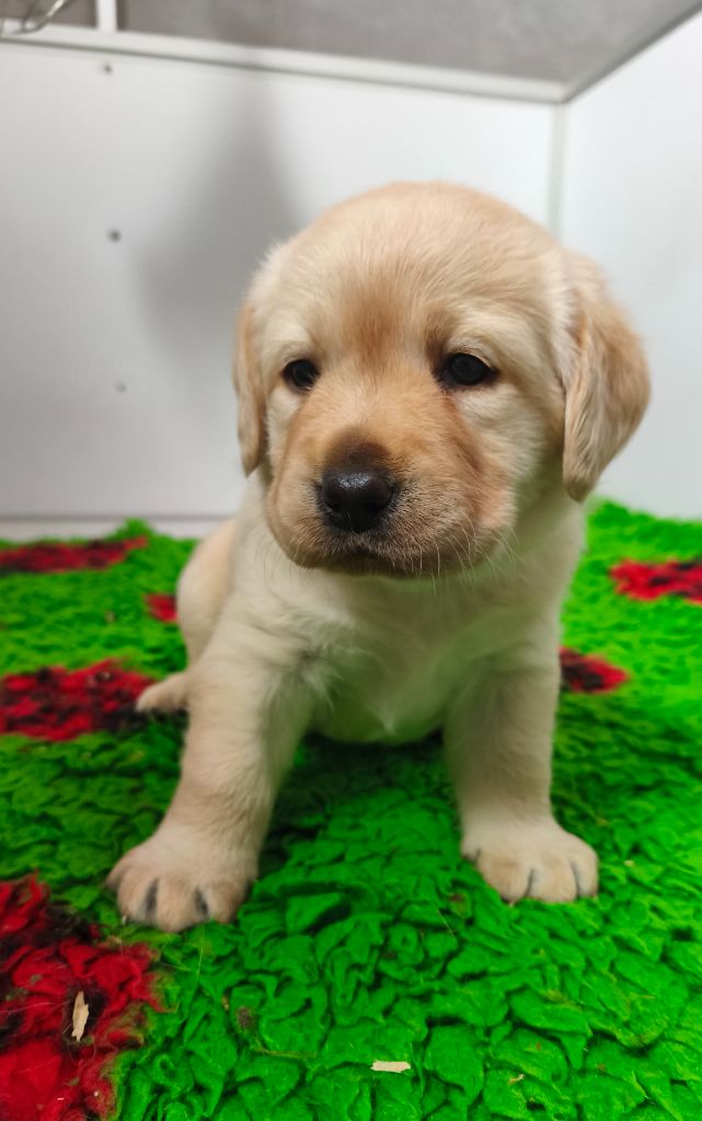 Du Royaume De Lecki - Chiots disponibles - Labrador Retriever