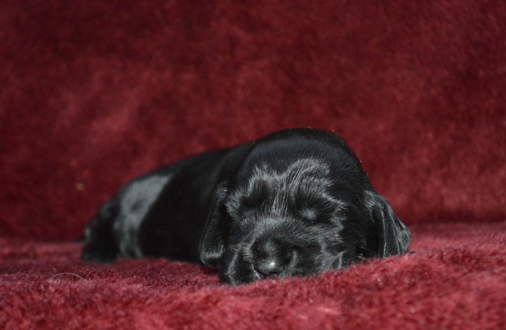Du Royaume De Lecki - Cocker Spaniel Anglais - Portée née le 08/01/2024