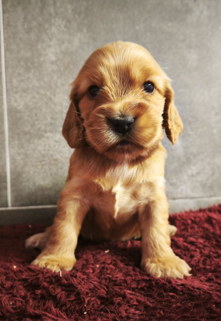 Du Royaume De Lecki - Chiots disponibles - Cocker Spaniel Anglais