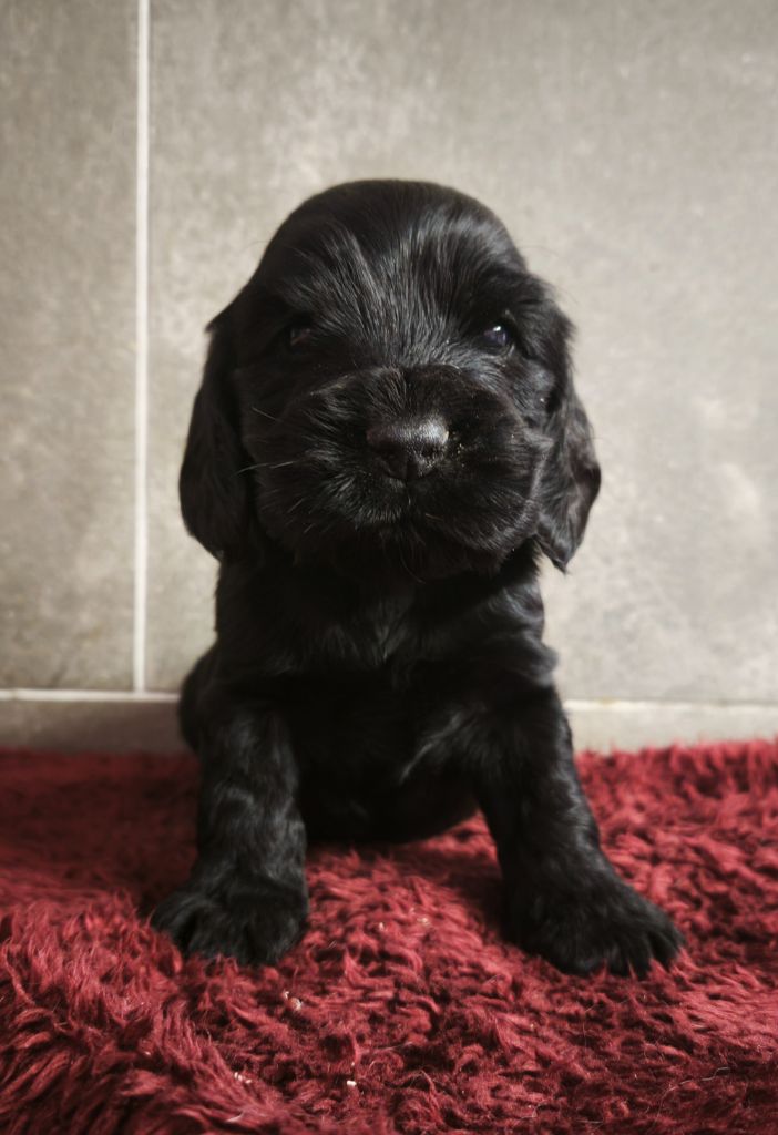 Du Royaume De Lecki - Chiots disponibles - Cocker Spaniel Anglais