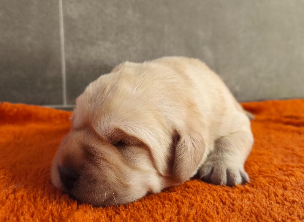 Du Royaume De Lecki - Chiots disponibles - Labrador Retriever