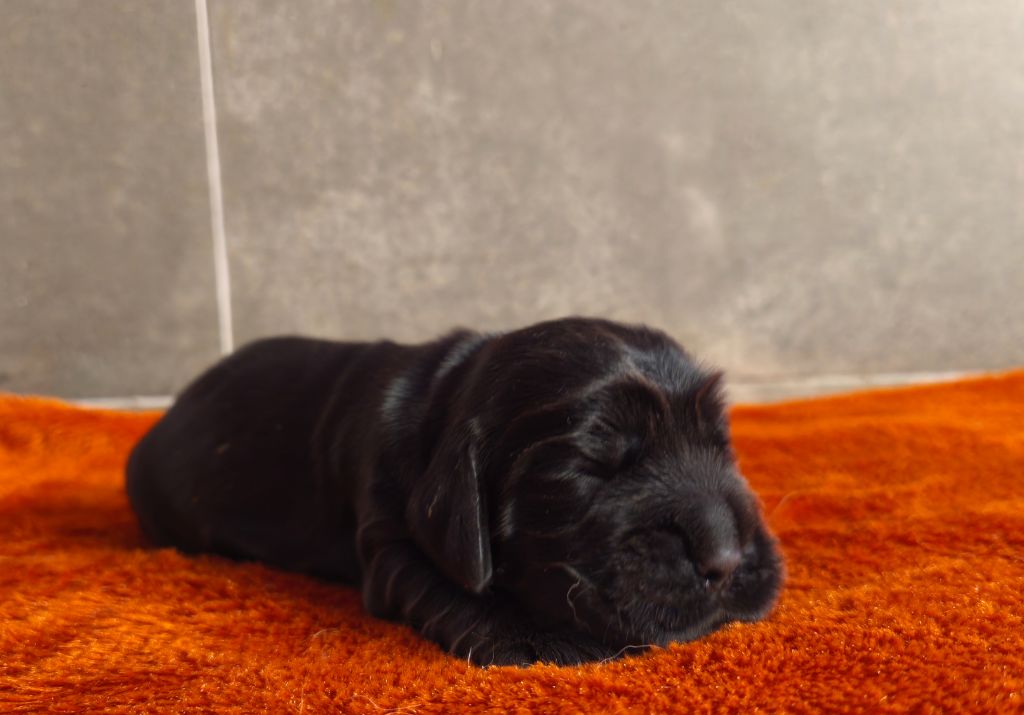 Du Royaume De Lecki - Chiots disponibles - Cocker Spaniel Anglais
