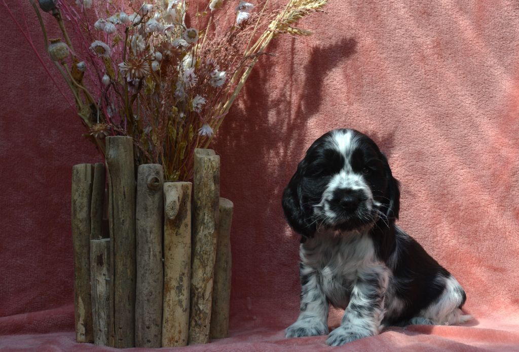 Du Royaume De Lecki - Cocker Spaniel Anglais - Portée née le 21/04/2023