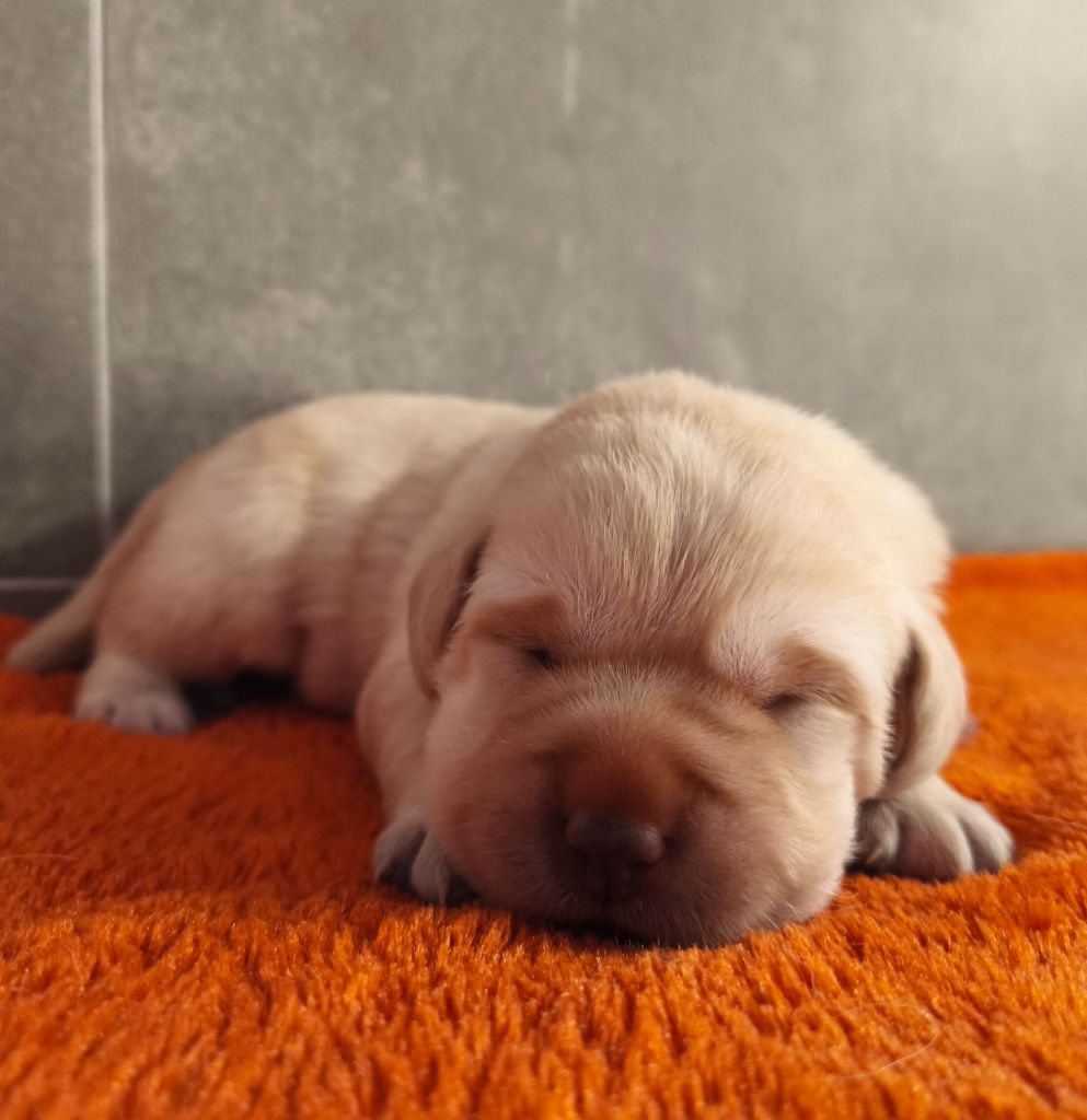 Du Royaume De Lecki - Chiots disponibles - Labrador Retriever