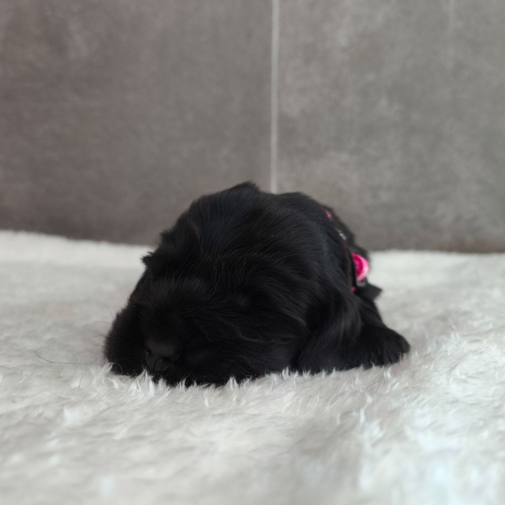 Du Royaume De Lecki - Chiots disponibles - Cocker Spaniel Anglais