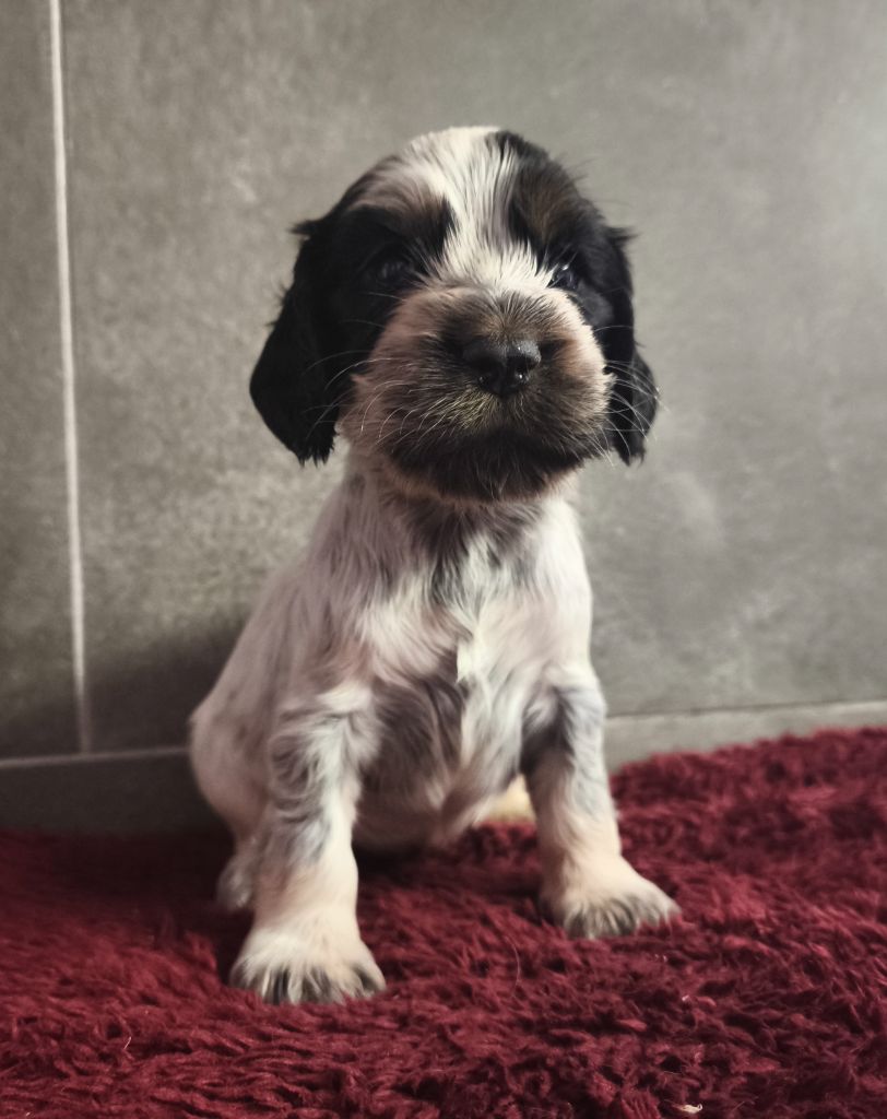Du Royaume De Lecki - Chiots disponibles - Cocker Spaniel Anglais
